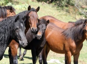 Μαρτυρικός θάνατος για τα 4 άλογα στη Σαμαρίνα: «Πήραν τα ωφέλιμα μέρη, αφαιρέθηκαν πάνω από 700 κιλά κρέας» (video)