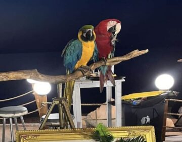 Χαλκιδική: Πρόστιμο 20.000 ευρώ σε ιδιοκτήτη ξενοδοχείου που χρησιμοποιούσε ως «κράχτες» δύο παπαγάλους Macaw